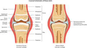 Articular Cartilage: Importance, Injuries, and Treatments