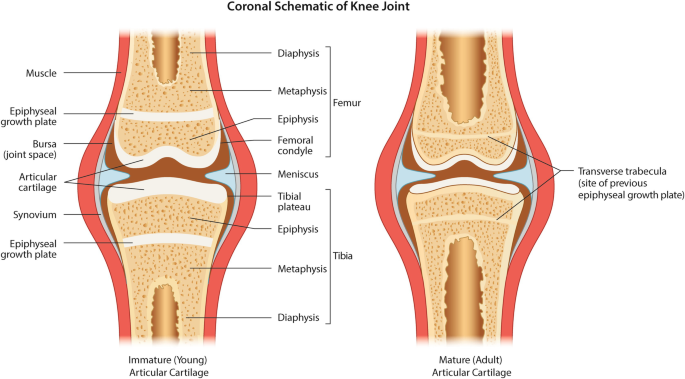 Articular Cartilage